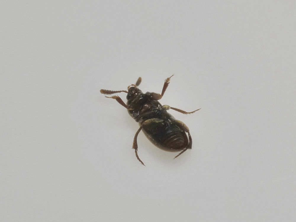Leiodidae: Colon sp.